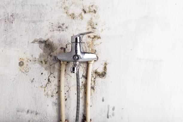 Best Fast Mold Removal  in Alto, GA