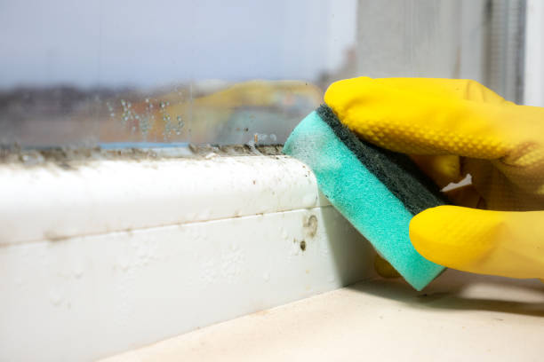 Best Attic Mold Removal  in Alto, GA