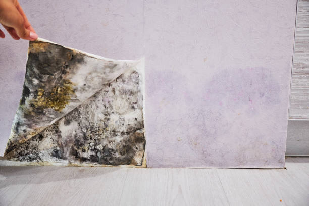 Best Black Mold Removal  in Alto, GA